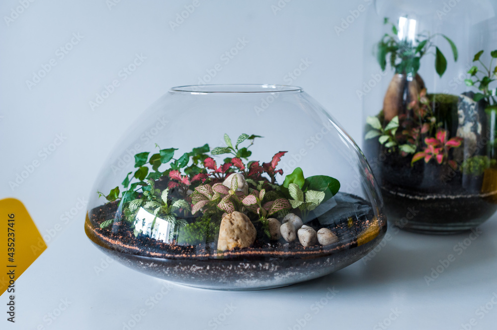 Small decoration plants in a glass bottle, garden terrarium bottle, forest in a jar. Terrarium jar with piece of forest with self ecosystem. Save the earth concept. Bonsai, set of terrariums, jars