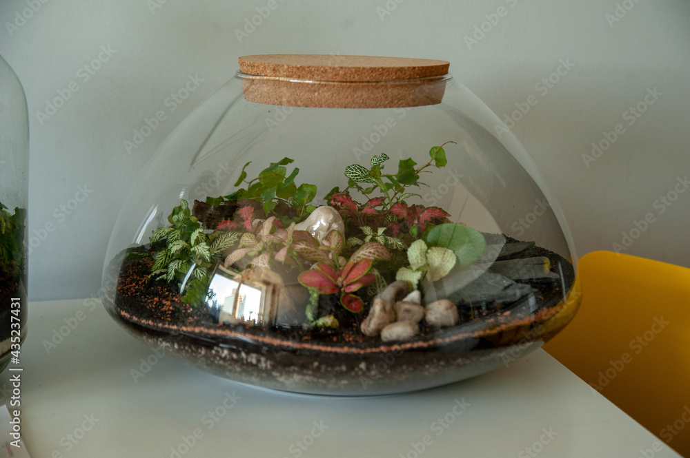 Small decoration plants in a glass bottle, garden terrarium bottle, forest in a jar. Terrarium jar with piece of forest with self ecosystem. Save the earth concept. Bonsai, set of terrariums, jars