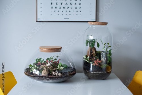 Obraz na płótnie Small decoration plants in a glass bottle, garden terrarium bottle, forest in a jar. Terrarium jar with piece of forest with self ecosystem. Save the earth concept. Bonsai, set of terrariums, jars w salonie