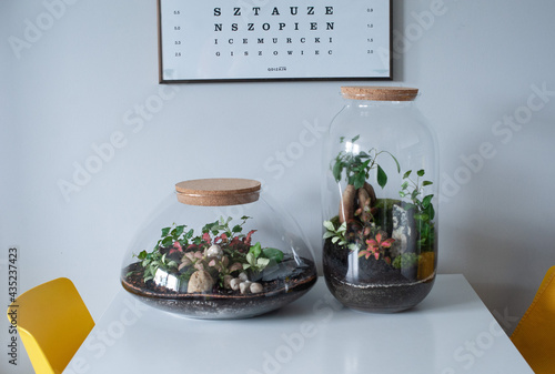 Obraz na płótnie Small decoration plants in a glass bottle, garden terrarium bottle, forest in a jar. Terrarium jar with piece of forest with self ecosystem. Save the earth concept. Bonsai, set of terrariums, jars w salonie