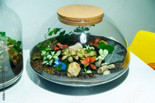 Obraz na płótnie Small decoration plants in a glass bottle, garden terrarium bottle, forest in a jar. Terrarium jar with piece of forest with self ecosystem. Save the earth concept. Bonsai, set of terrariums, jars w salonie