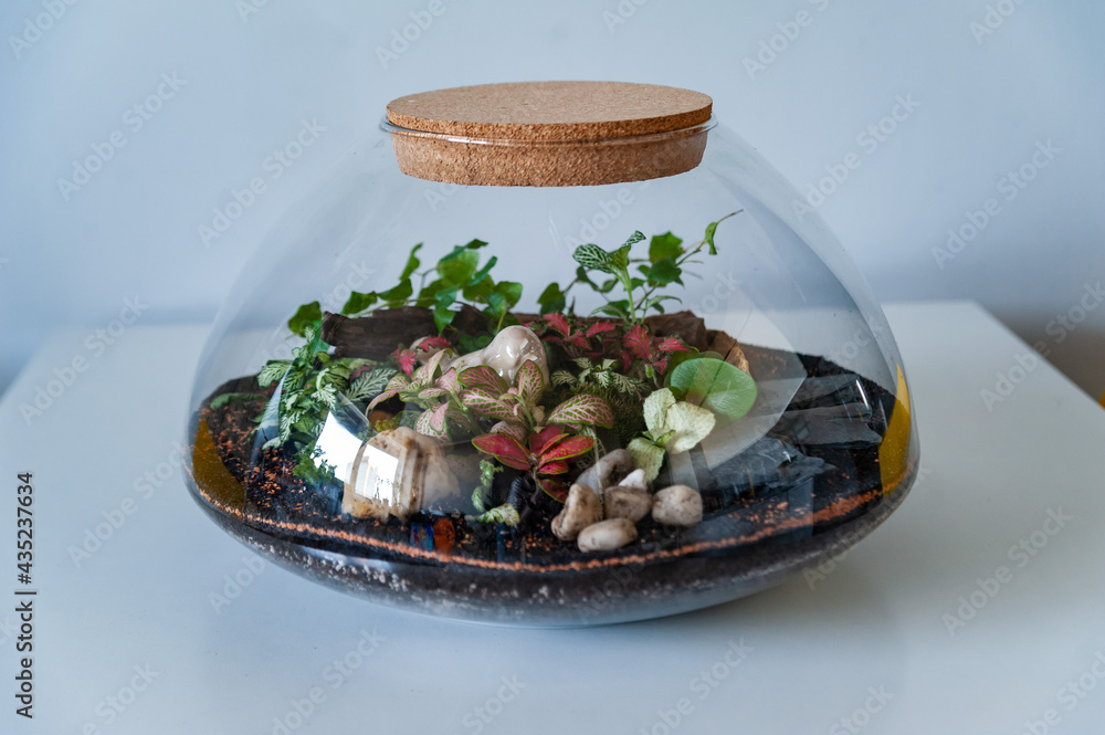 Small decoration plants in a glass bottle, garden terrarium bottle, forest in a jar. Terrarium jar with piece of forest with self ecosystem. Save the earth concept. Bonsai, set of terrariums, jars