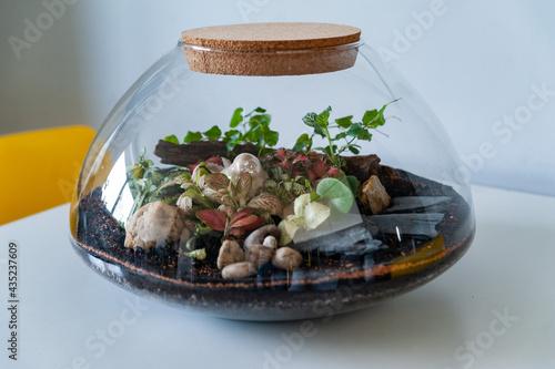 Obraz na płótnie Small decoration plants in a glass bottle, garden terrarium bottle, forest in a jar. Terrarium jar with piece of forest with self ecosystem. Save the earth concept. Bonsai, set of terrariums, jars w salonie