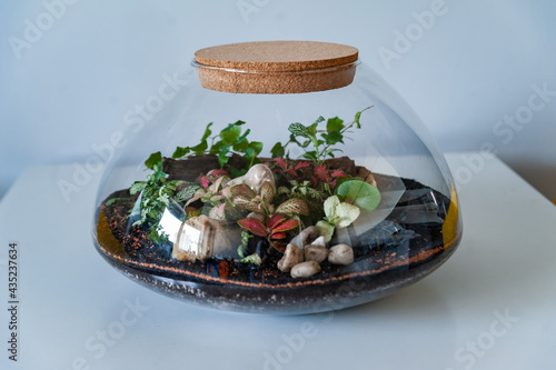 Obraz na płótnie Small decoration plants in a glass bottle, garden terrarium bottle, forest in a jar. Terrarium jar with piece of forest with self ecosystem. Save the earth concept. Bonsai, set of terrariums, jars w salonie