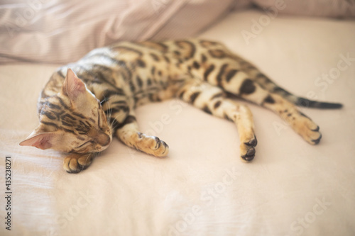 Bengal cat is resting in a special hammock, equipment for cats and a scratching post in a bright room