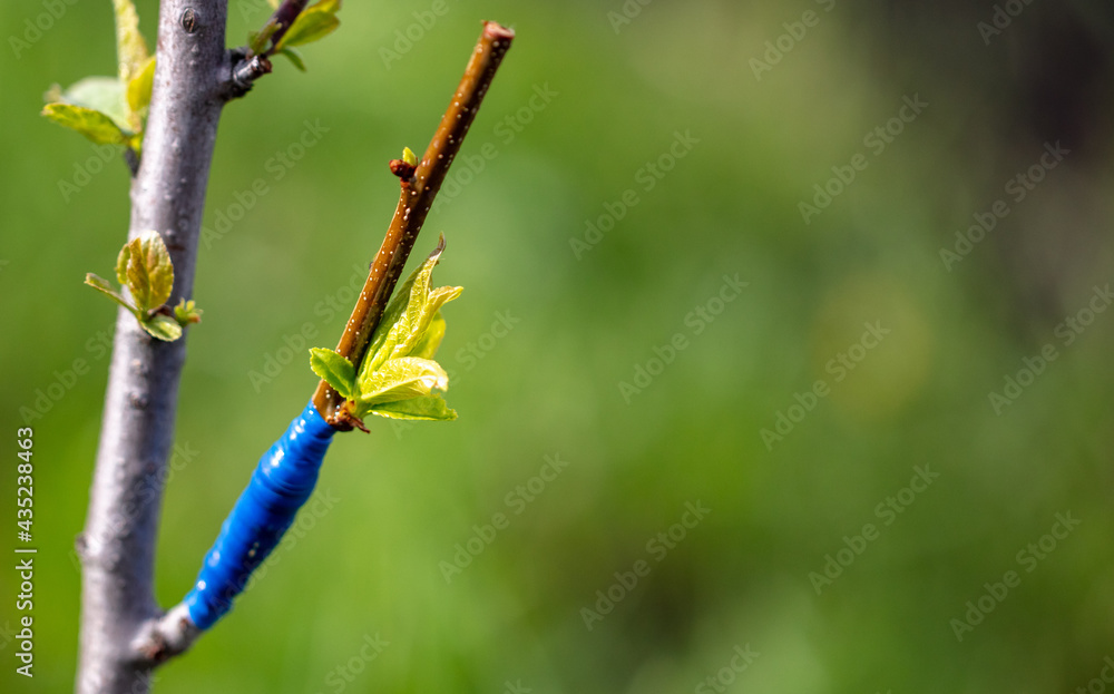 Close-up grafting on a fruit tree in spring. - obrazy, fototapety, plakaty 