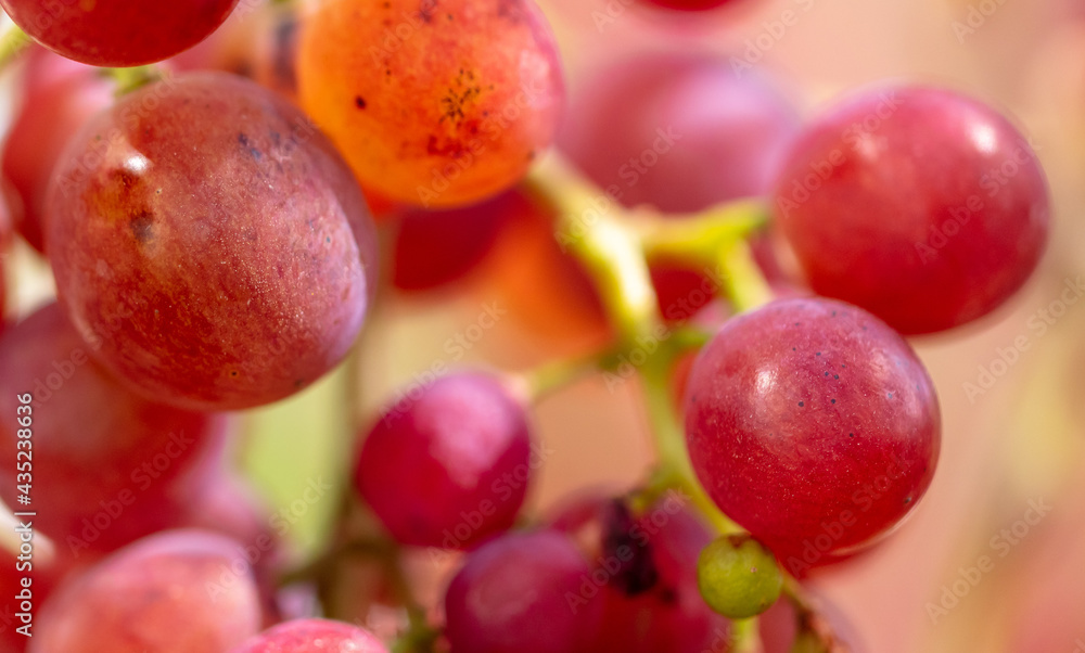 Red berries of grapes on a plant Red berries of grapes on a plant
