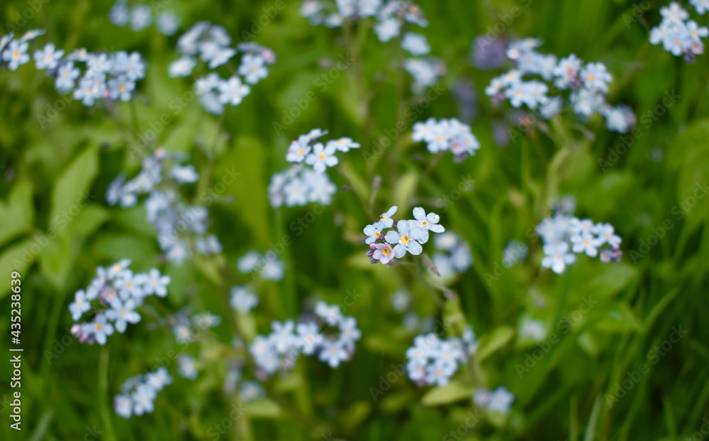 flowers in the field flowers in the field