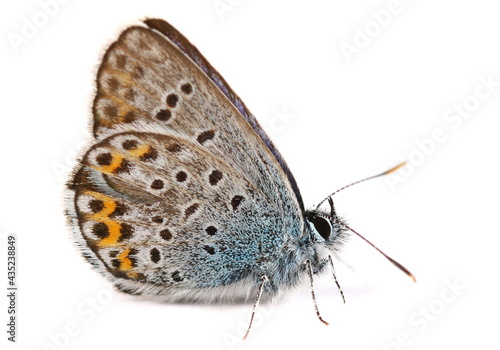 Common blue butterfly (Polyommatus icarus) isolated on white background © dule964