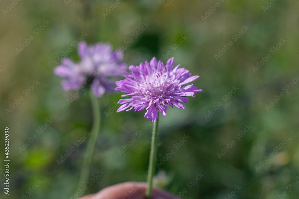 Fototapeta premium Close up picture of Knautia arvensis, commonly known as field scabious,is a flowering plant in the honeysuckle family Caprifoliaceae.Commonly found on roadsides and field margins, and in meadows.