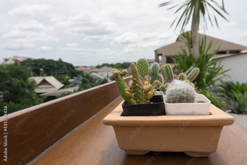 Fototapeta premium cactus in pot on wood table. Cactus on the balcony.