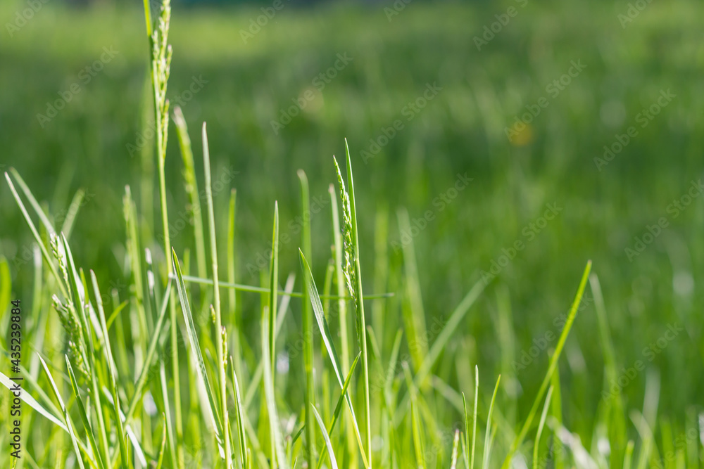 Green grass in the meadow, young juicy blades of grass in the sun Green grass in the meadow, young juicy blades of grass in the sun