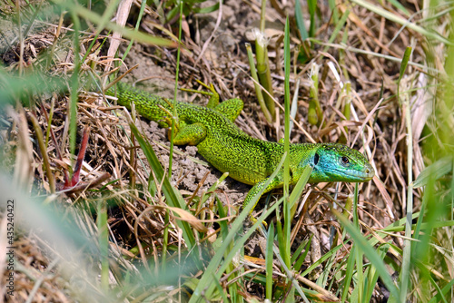 Westliche Smaragdeidechse // Western green lizard (Lacerta bilineata) photo