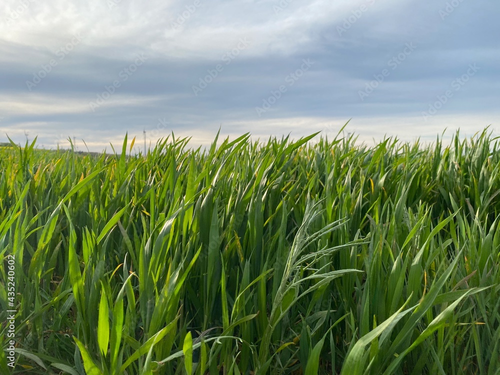 Obraz premium Feldweg - Getreide - Himmel - Landwirtschaft an einem Feldweg in der Eifel in Deutschland