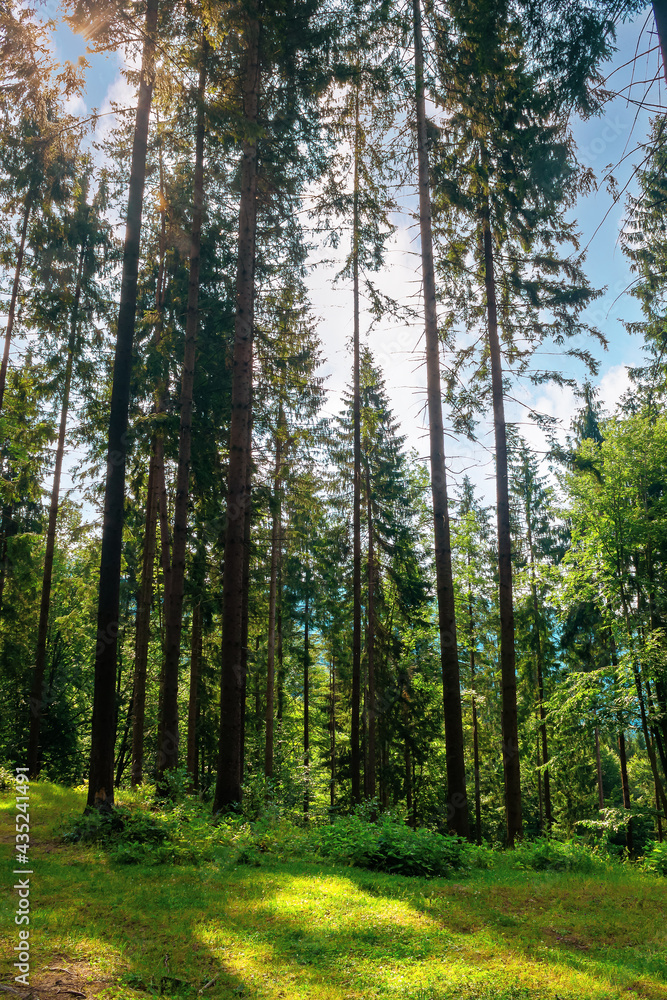 mixed forest on the sunny summer day. grassy ground in dappled light. freshness of the carpathian woods mixed forest on the sunny summer day. grassy ground in dappled light. freshness of the carpathian woods