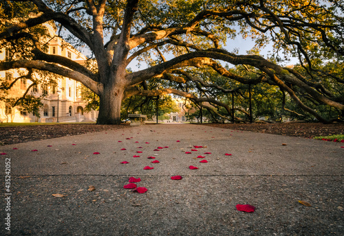 The Century Tree at Texas A&M University in College Station, Texas is a staple of tradition on campus. Shown here is the tree arching over a walkway covered in red autumn leaves resembling rose petals