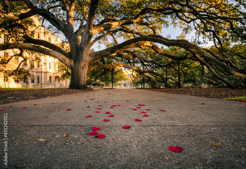 The Century Tree at Texas A&M University in College Station, Texas is a staple of tradition on campus. Shown here is the tree arching over a walkway covered in red autumn leaves resembling rose petals photo