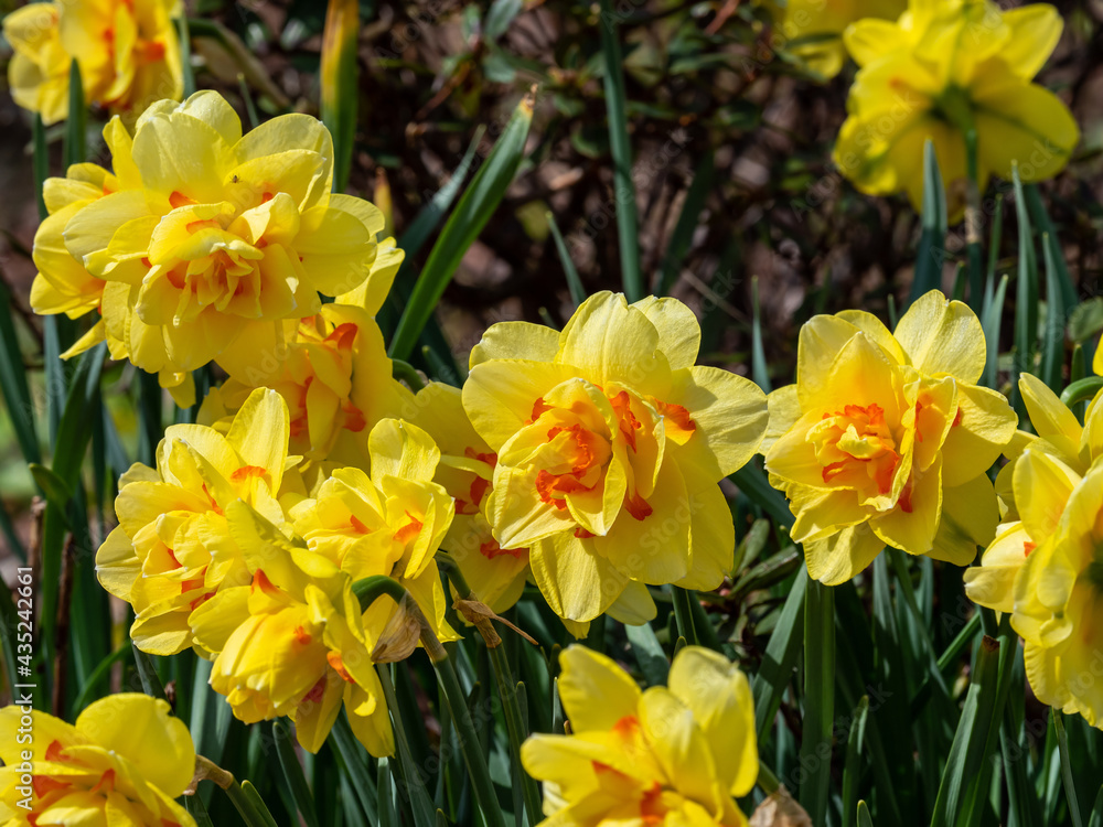 Obraz premium yellow daffodils in bloom on a flower bed