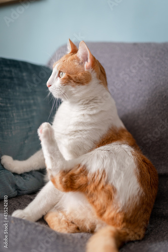 vertical composition. brown and white cat with yellow eyes sitting on a sofa. profile view © magui RF