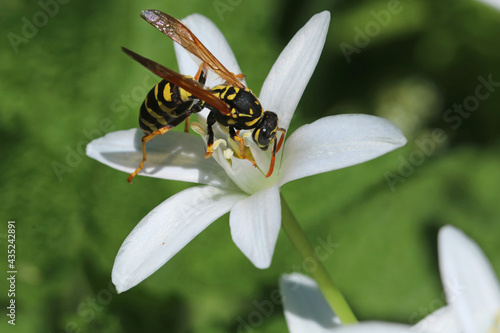 Wasp eats nectar on white Ornithogalum divergens flower. Rare plant.