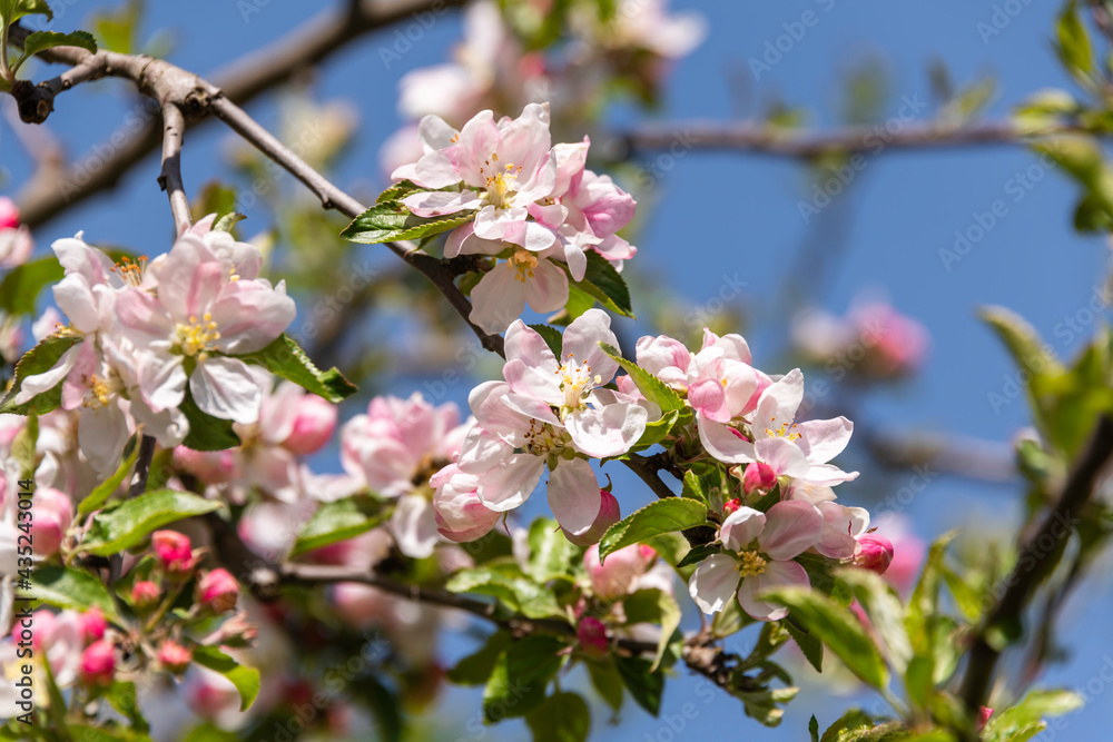 Beautiful Apple Blossoms