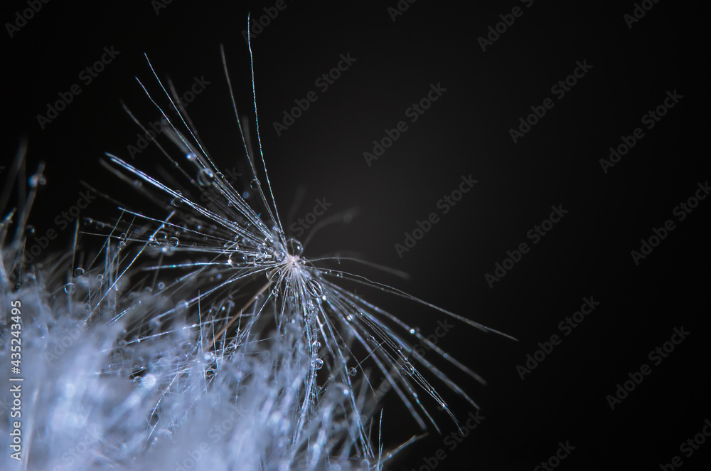Naklejka premium macro photo of dandelion seed with dew drops on dark background. Abstract graphics element
