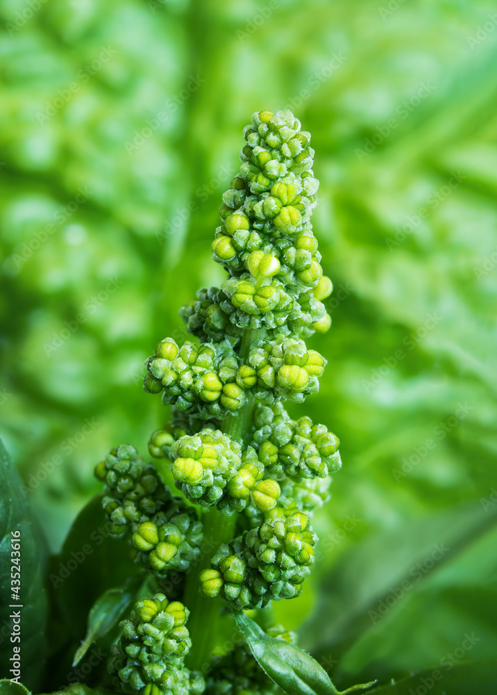 Spinach bolting, macro. Buds short before getting to flower or gone to seed. Known as Spinacia oleracea or Heirloom Spinach, Bloomsdale Long Standing. Selective focus with defocused green foliage. Spinach bolting, macro. Buds short before getting to flower or gone to seed. Known as Spinacia oleracea or Heirloom Spinach, Bloomsdale Long Standing. Selective focus with defocused green foliage.