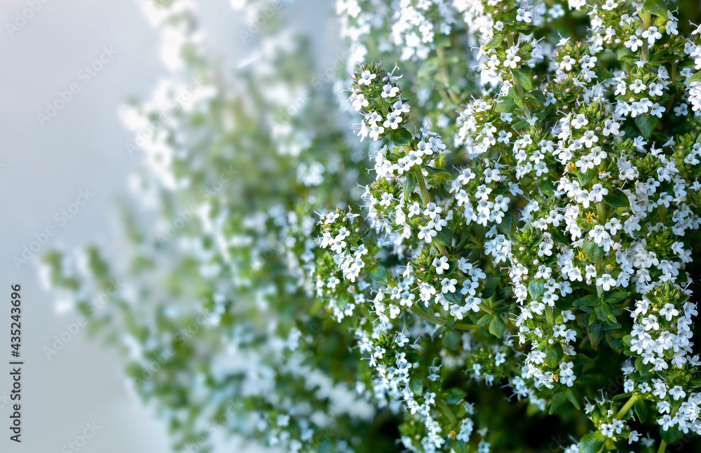 Thyme plant in bloom, side view. Close up thyme bush with tiny white flower clusters. Aromatic herb used for flavoring food and herbal medicine. Known as Thymus vulgari. Selective focus. Thyme plant in bloom, side view. Close up thyme bush with tiny white flower clusters. Aromatic herb used for flavoring food and herbal medicine. Known as Thymus vulgari. Selective focus.