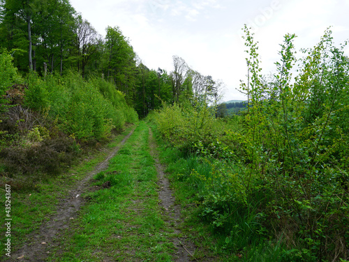 eine kleiner Wanderweg im Hils bei Gr  nenplan 