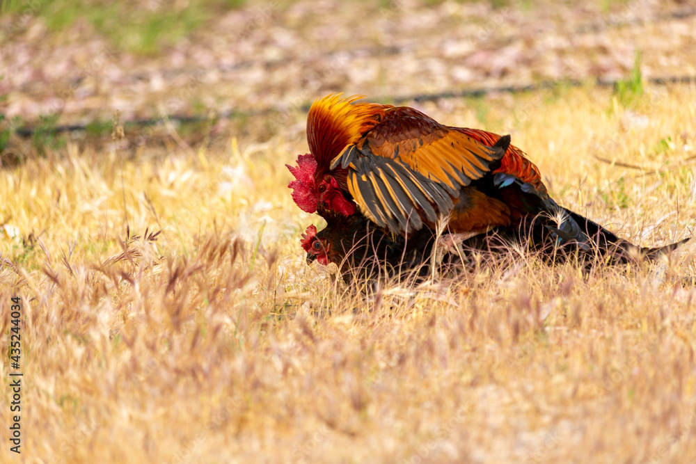 Chicken and rooster making love Chicken and rooster making love