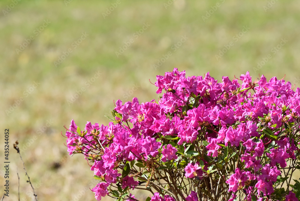 Fototapeta premium field of lavender