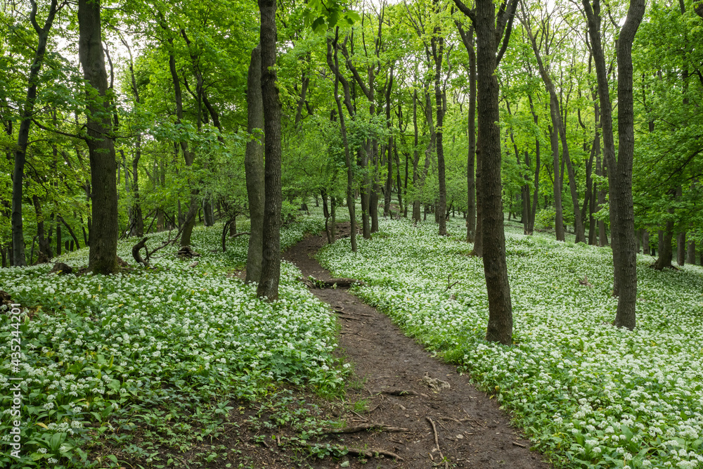 A fairytale path, a hiking trail leads through the spring forest through blooming bear garlic. A fairytale path, a hiking trail leads through the spring forest through blooming bear garlic.