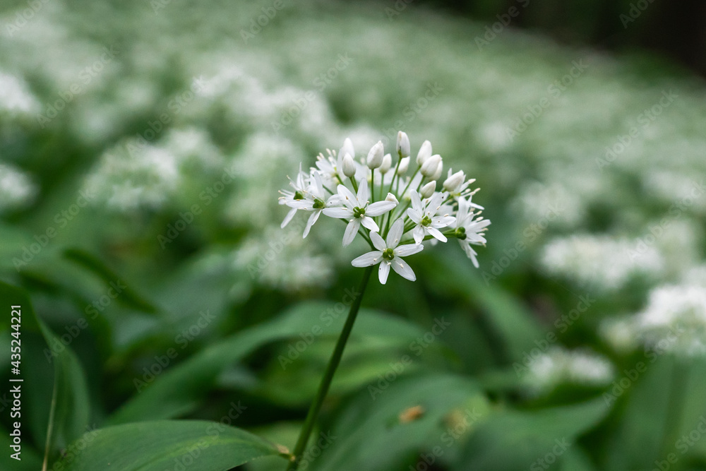 close-up of a white garlic bear flower in the forest with a blurred background close-up of a white garlic bear flower in the forest with a blurred background