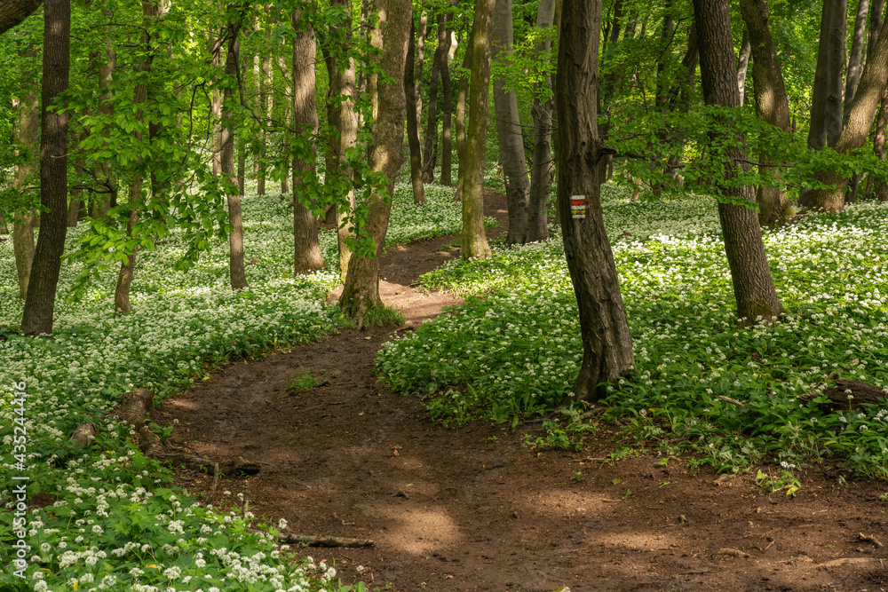 Obraz premium A fairytale path, a hiking trail leads through the spring forest through blooming bear garlic.