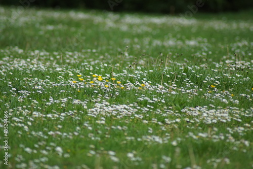 Eine Wiese mit weißen Gänseblümchen und gelben Blümchen