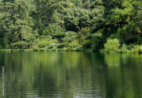 Pond Water and Nature s Greenery