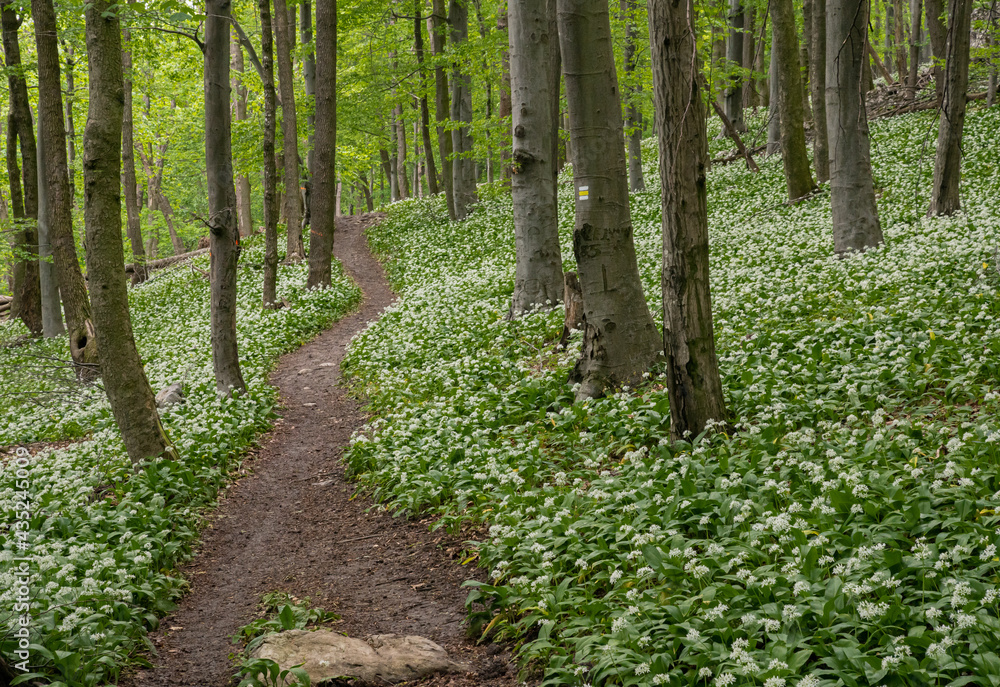 A fairytale path, a hiking trail leads through the spring forest through blooming bear garlic. A fairytale path, a hiking trail leads through the spring forest through blooming bear garlic.