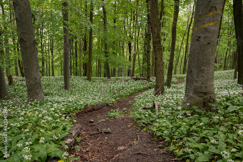 A fairytale path, a hiking trail leads through the spring forest through blooming bear garlic.