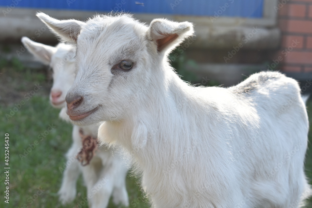 portrait of a goat.young goat with mother goat, lie on the grass on the farm. farming, animal husbandry, goat milk portrait of a goat.young goat with mother goat, lie on the grass on the farm. farming, animal husbandry, goat milk