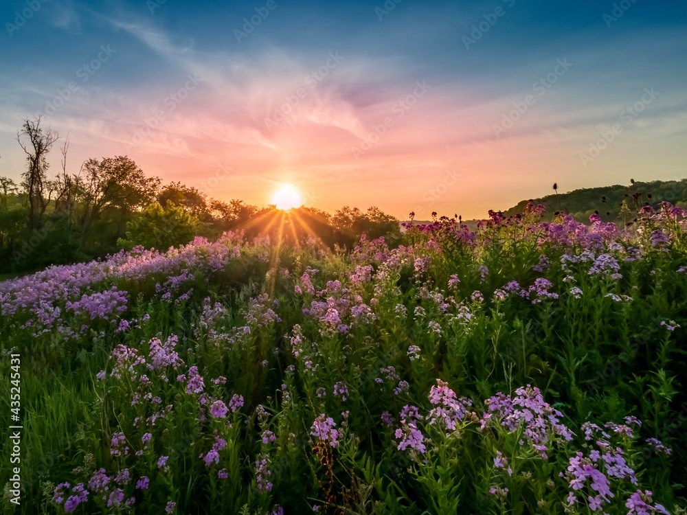 Fototapeta premium Landscape scenery of the sun rising over a hillside illuminating a field of purple wildflowers, dame’s rocket, phlox with colorful sky of blue, pink and orange in southwest Pennsylvania in spring..