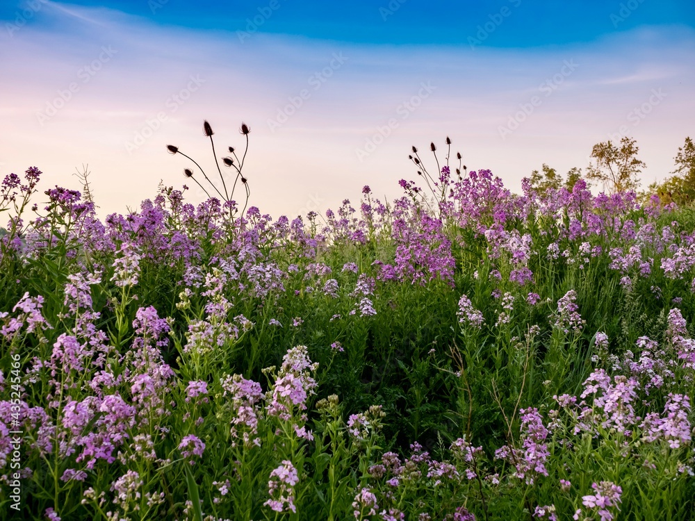 Fototapeta premium Landscape scenery of the sun rising over a hillside illuminating a field of purple wildflowers, dame’s rocket, phlox with colorful sky of blue, pink and orange in southwest Pennsylvania in spring..