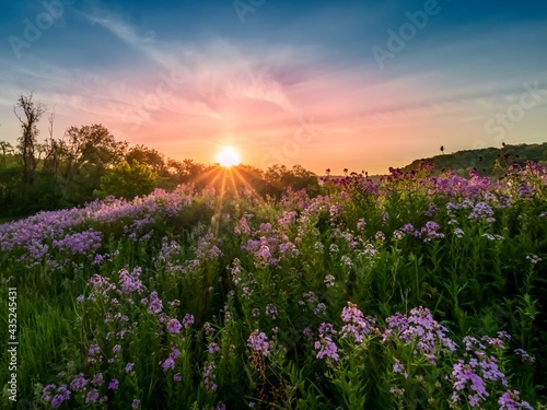 Landscape scenery of the sun rising over a hillside illuminating a field of purple wildflowers, dame’s rocket, phlox with colorful sky of blue, pink and orange in southwest Pennsylvania in spring..