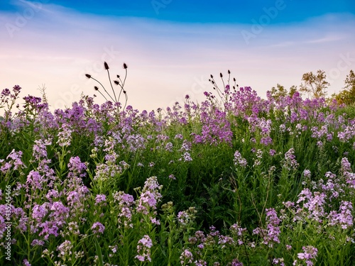 Landscape scenery of the sun rising over a hillside illuminating a field of purple wildflowers, dame’s rocket, phlox with colorful sky of blue, pink and orange in southwest Pennsylvania in spring.. photo