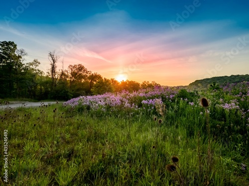 Landscape scenery of the sun rising over a hillside illuminating a field of purple wildflowers, dame’s rocket, phlox with colorful sky of blue, pink and orange in southwest Pennsylvania in spring..
