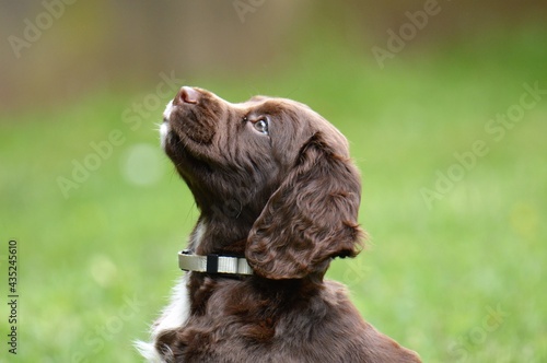 Portrait of a Sprocker Spaniel Puppy