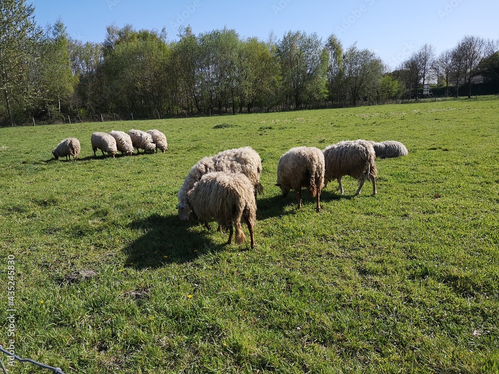 Fototapeta premium sheep grazing in a field