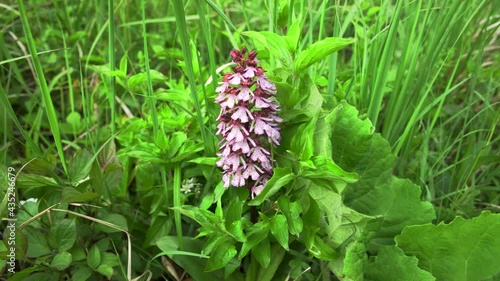 Orchidea (Neotinea ustulata) grows and blooms in its natural environment in nature.