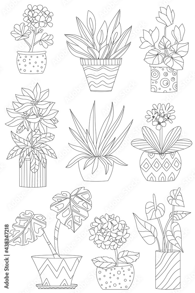 cute collection of houseplants in decorative flowerpots for your