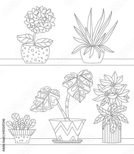 collection of houseplants in flowerpots on shelves for your colo