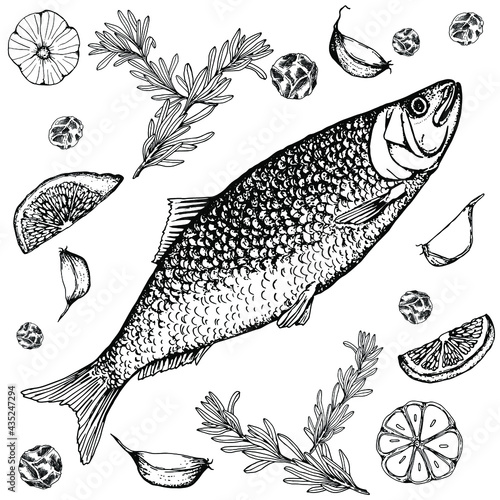 Herring. Sea fish with spices.Vector stock illustration.Hand drawing. Black and white sketch. Isolated on a white background.Retro style.For decoration of the menu in bars and restaurants. Labels and 